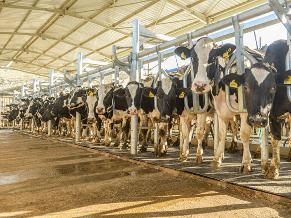 Smart Electricity Metering for Dairy Farms